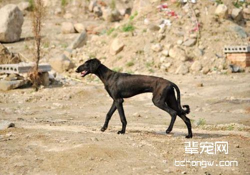 细犬