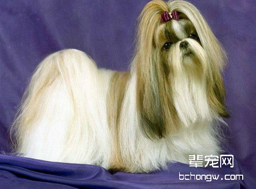 西施犬
