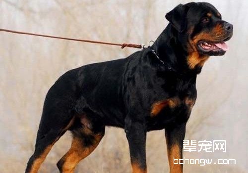 罗威纳犬