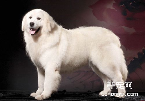 大白熊犬