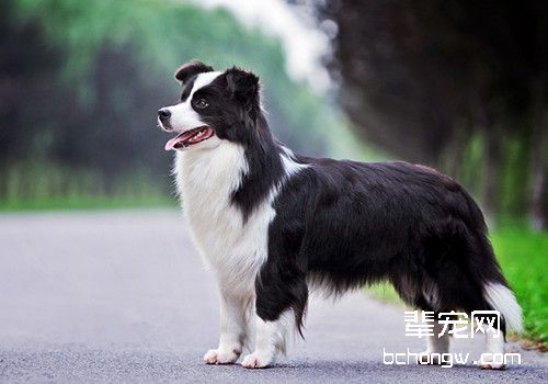 边境牧羊犬
