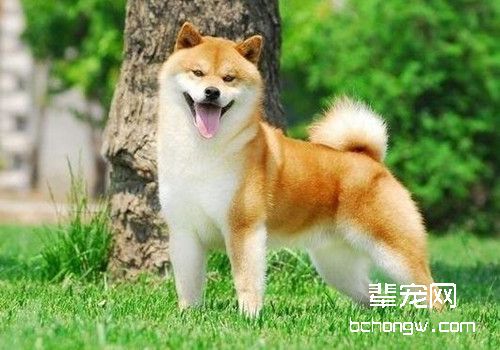 柴犬