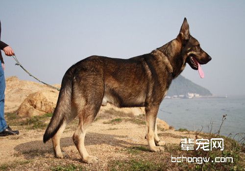 昆明犬