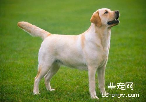 拉布拉多犬