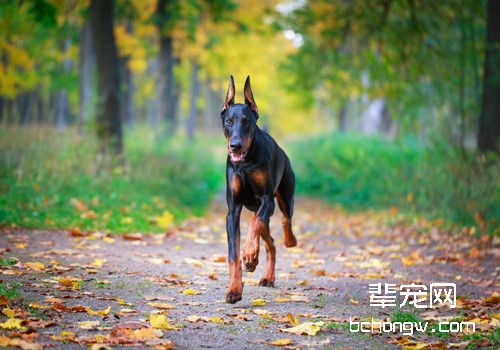 杜宾犬
