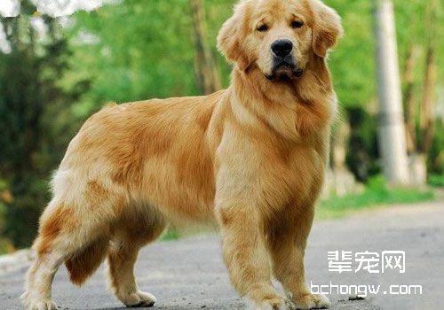金毛