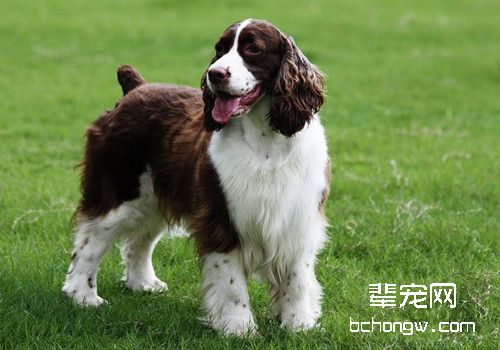 史宾格犬