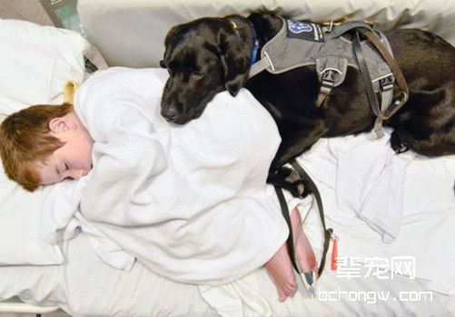 自闭症治疗犬