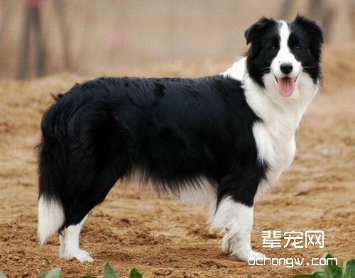 边境牧羊犬