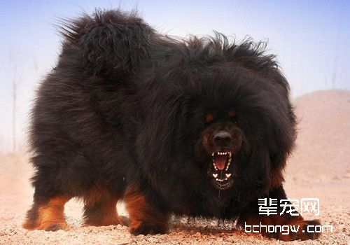 藏獒