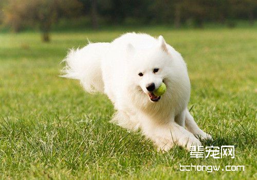 萨摩耶