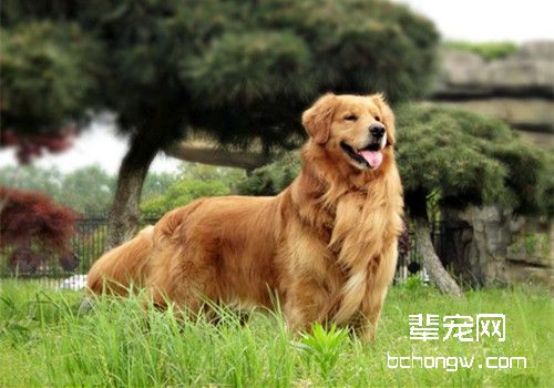 金毛犬