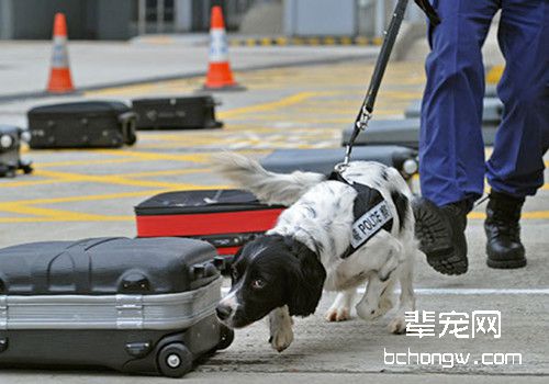 工作犬