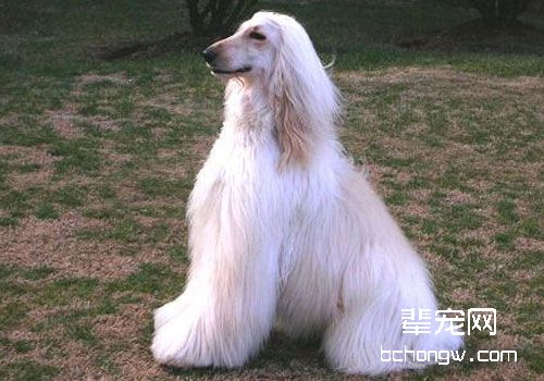 阿富汗猎犬