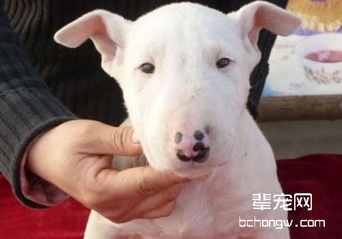 牛头梗