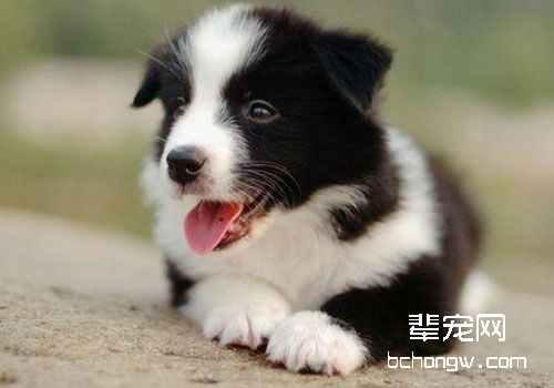 边牧