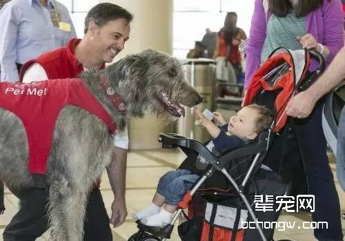 安慰犬在机场