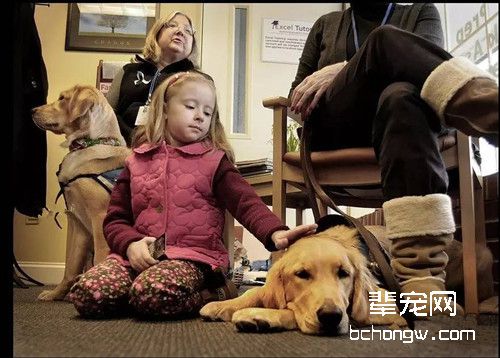 安慰犬