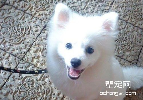 银狐犬