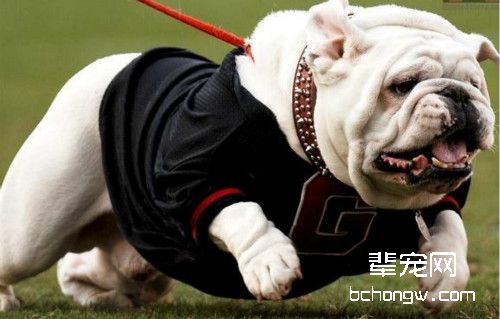 英国斗牛犬
