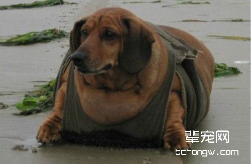 腊肠犬