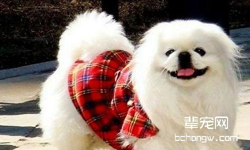 京巴犬