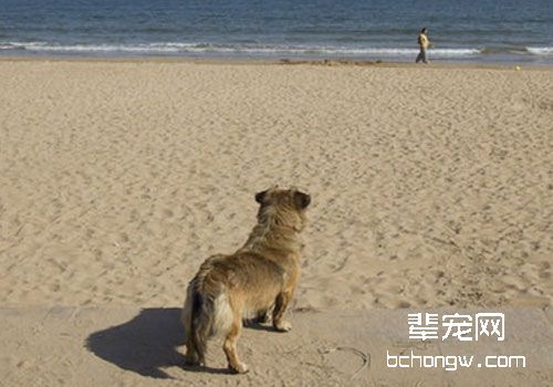 狗狗