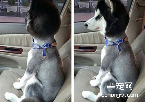 狗狗剃毛