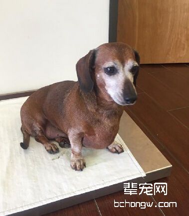 减肥后的肥仔