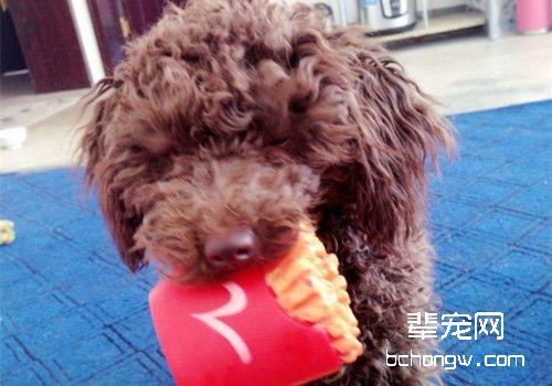 泰迪犬