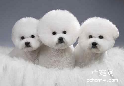 比熊犬