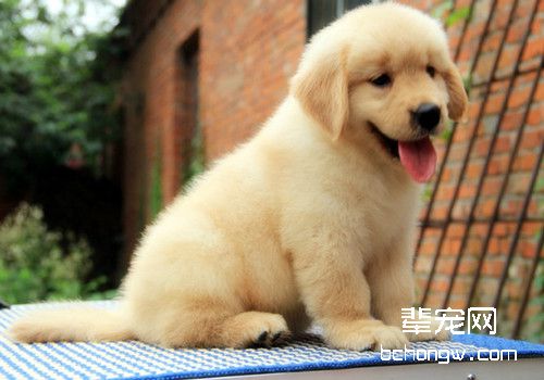 金毛犬