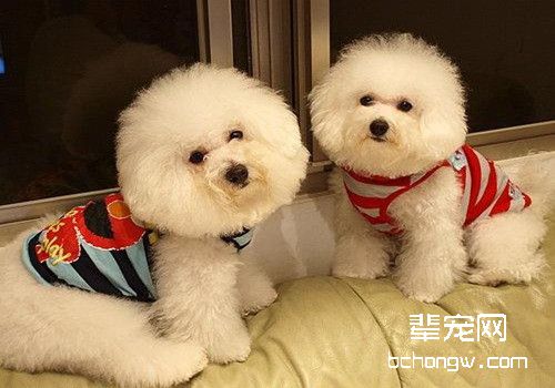 比熊犬