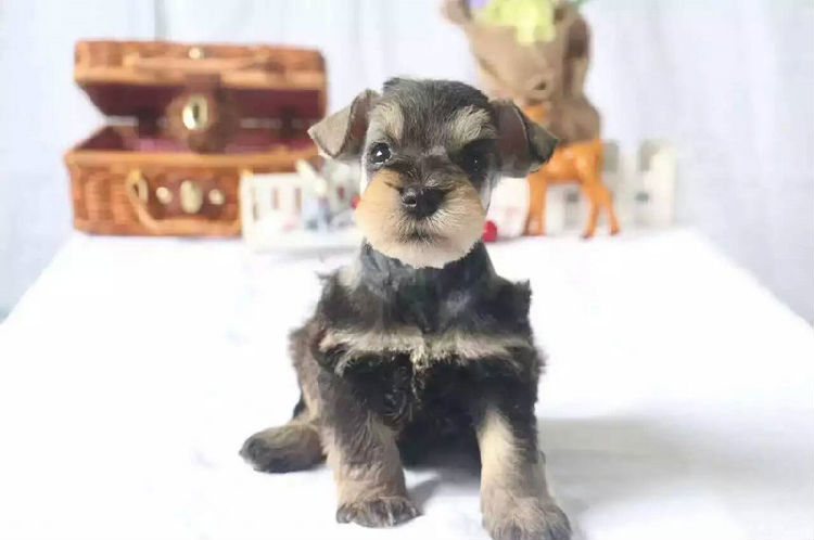 雪纳瑞犬
