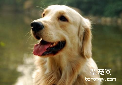 金毛犬