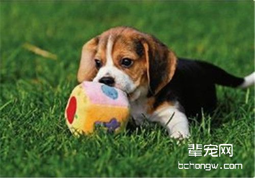 狗狗