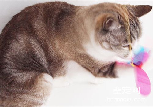 猫咪玩具