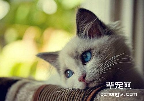 训练不能太心急