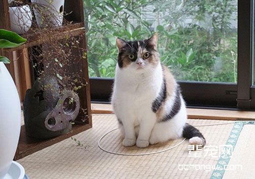 猫咪乖乖地待在圈子里