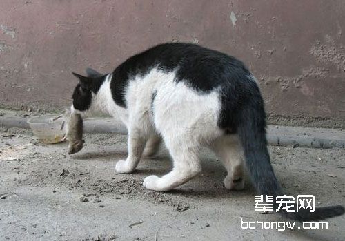 猫抓老鼠