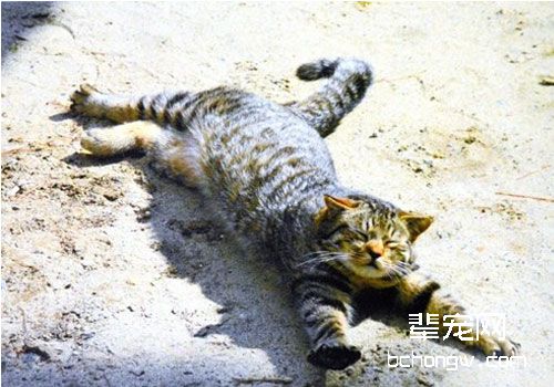 日本打滚猫咪爆红网络