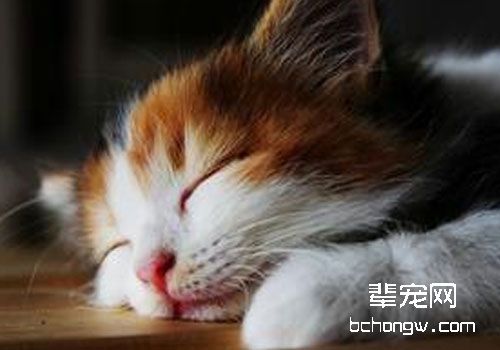 训练有素的猫咪更惹人喜爱
