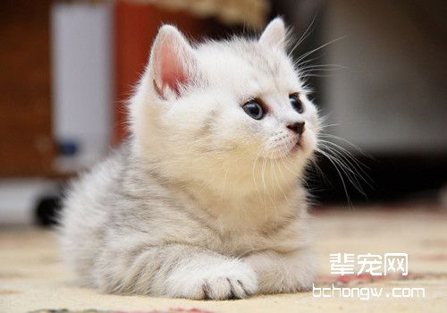 猫咪