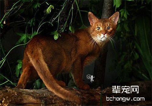 阿比西尼亚猫