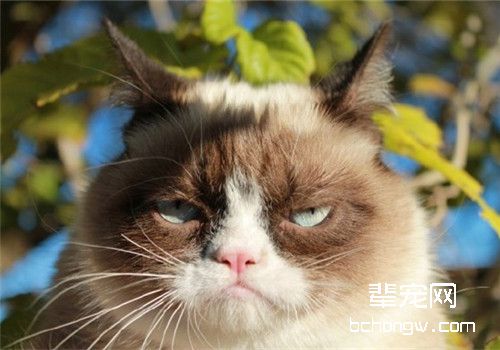 喷水会制止猫咪行为，但也会使猫咪不开心