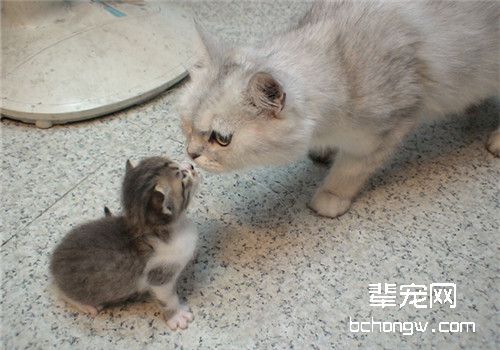 猫咪