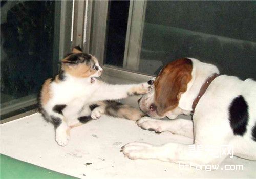 猫狗打架