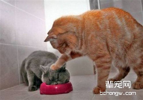 猫咪
