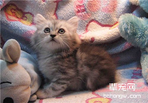 猫咪