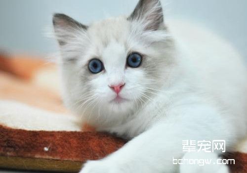 布偶猫